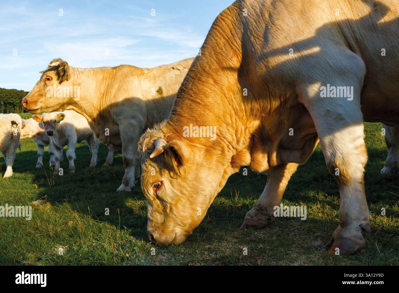 France, Bourgogne Franche Comté, Parc naturel régional du Morvan Banque D'Images
