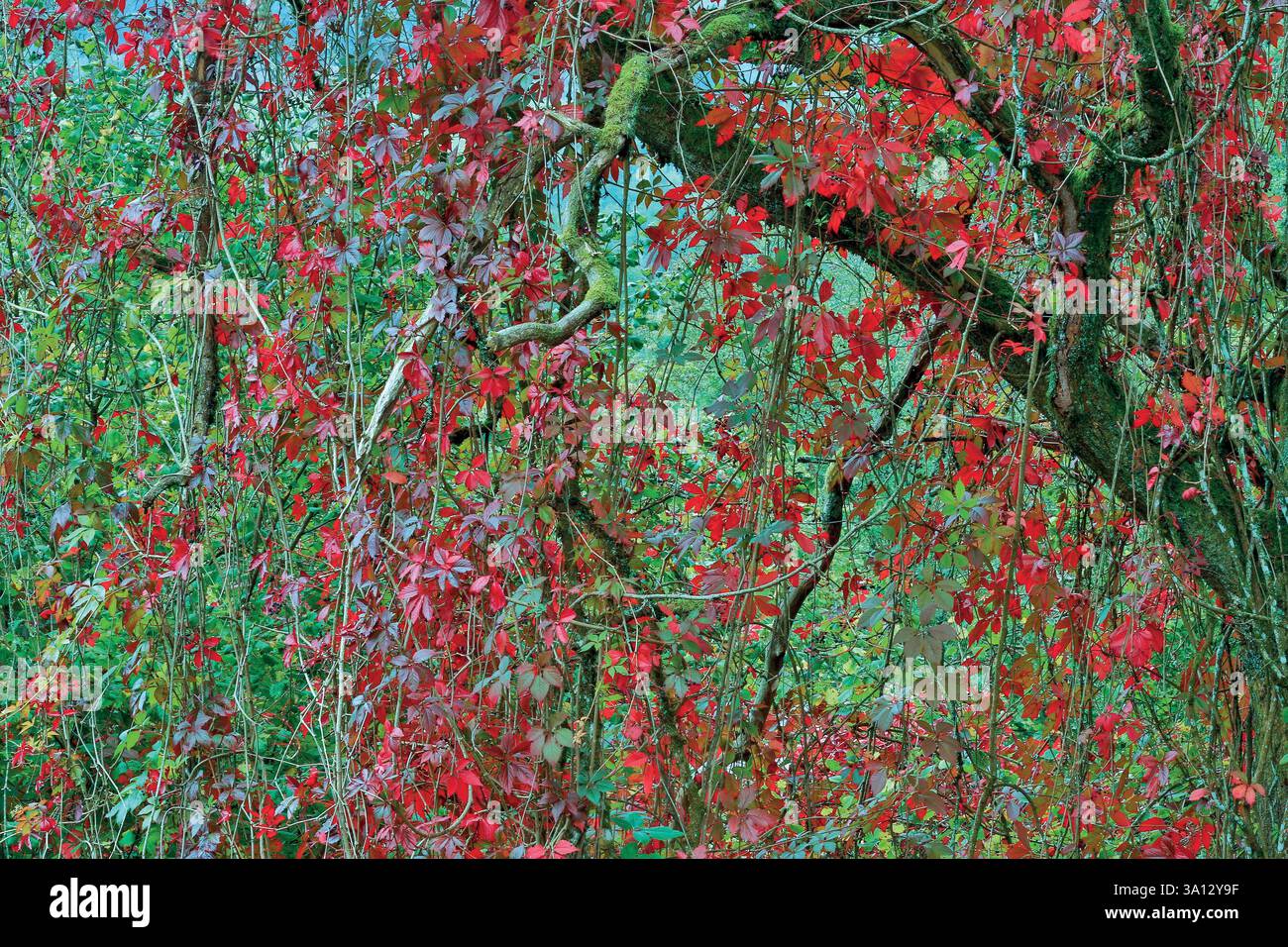 France, Bourgogne Franche Comté, Parc naturel régional du Morvan Banque D'Images