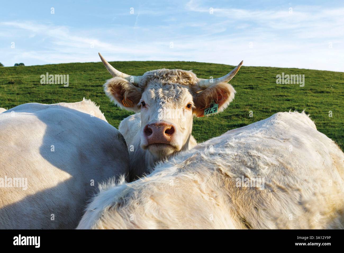 France, Bourgogne Franche Comté, Parc naturel régional du Morvan Banque D'Images