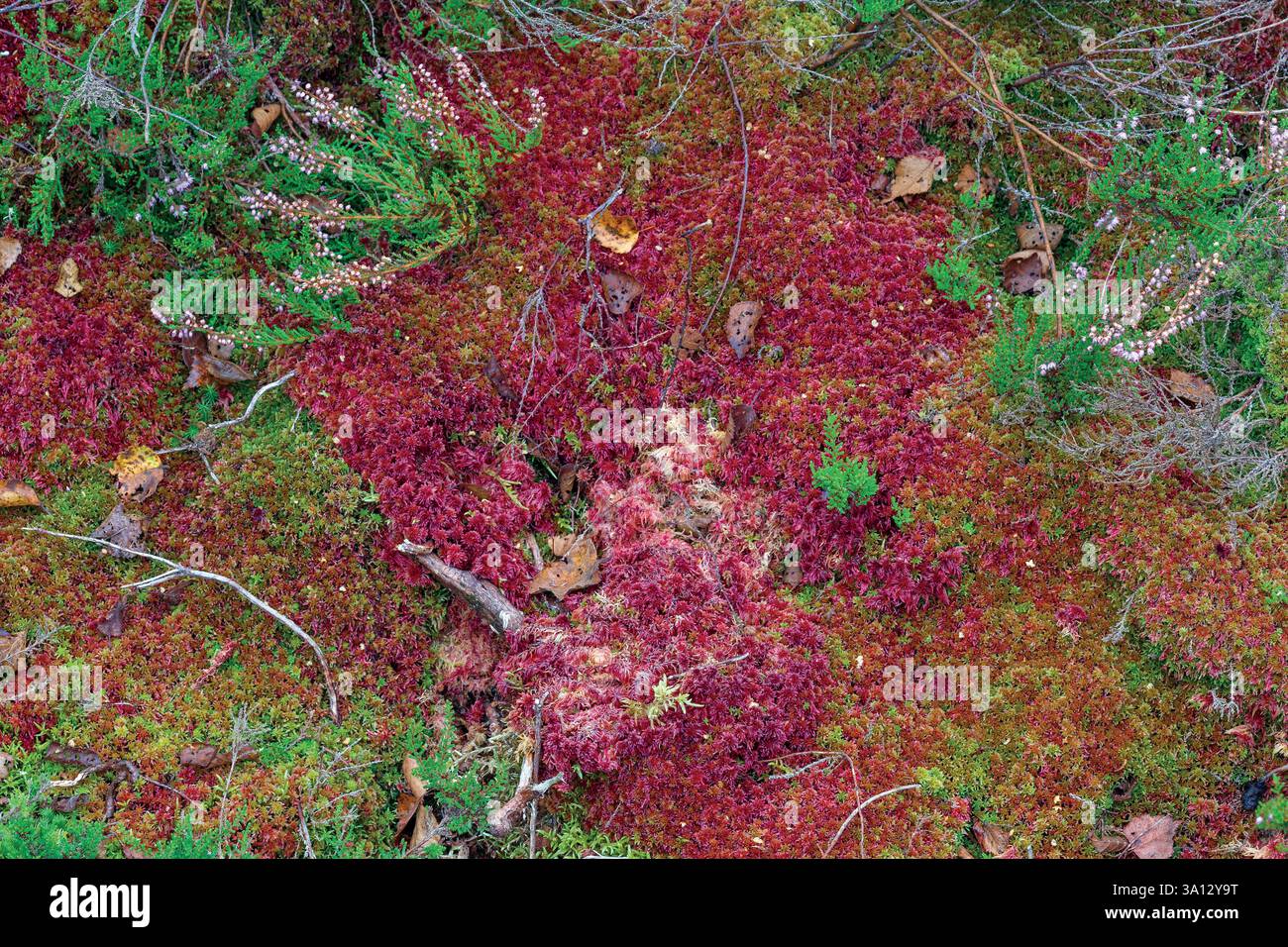 France, Bourgogne Franche Comté, Parc naturel régional du Morvan Banque D'Images