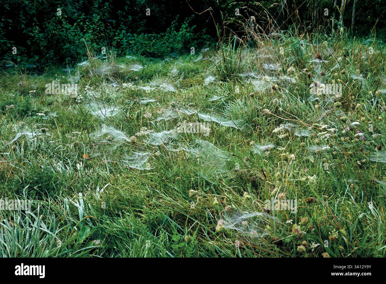 France, Bourgogne Franche Comté, Parc naturel régional du Morvan Banque D'Images