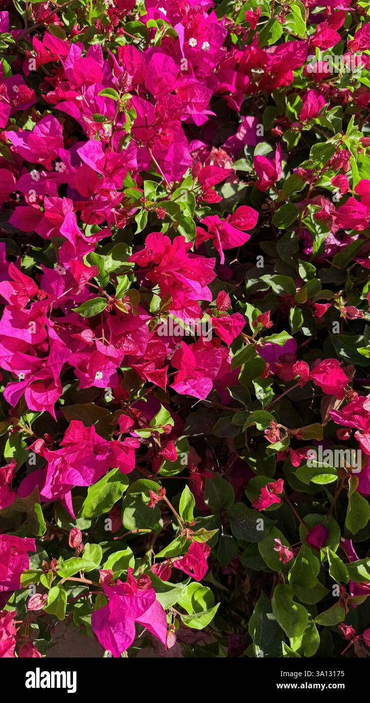 Buisson de bougainvilliers luxuriants avec des fleurs roses éclatantes Banque D'Images