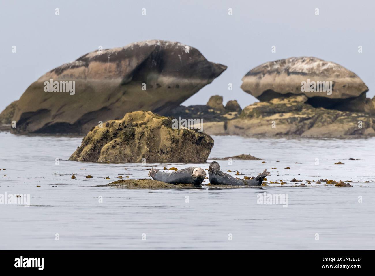 France, Finistère, Penmarch, archipel des Étocs, phoque gris (halichoerus grypus) Banque D'Images