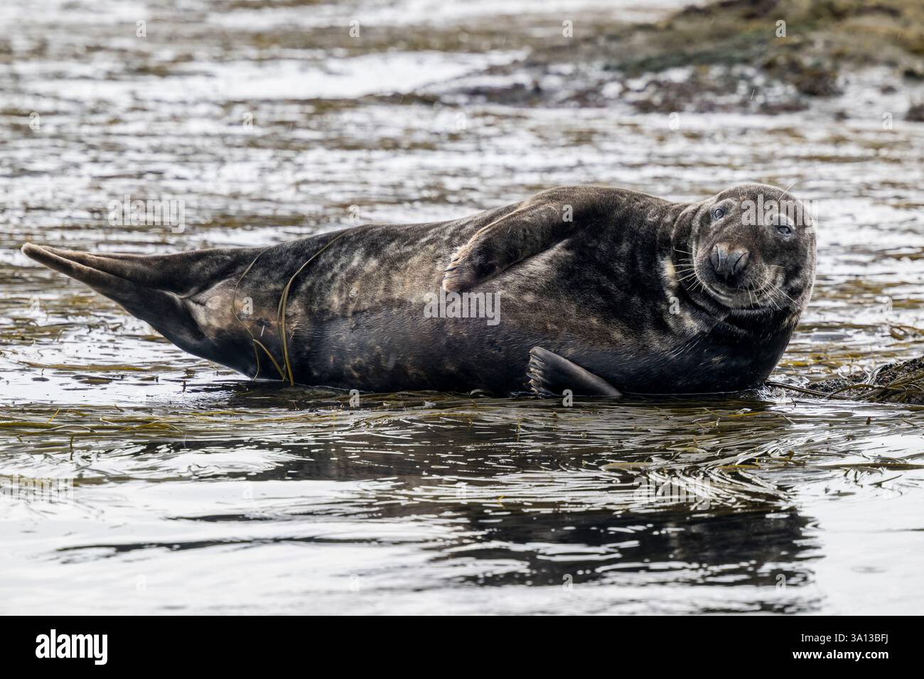 France, Finistère, Penmarch, archipel des Étocs, phoque gris (halichoerus grypus) Banque D'Images