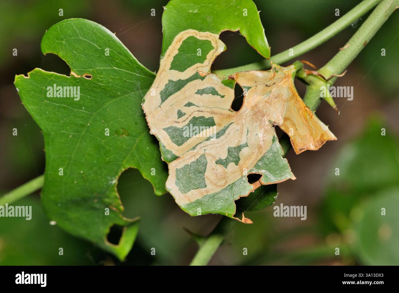 Smilax feuilles de vigne Smilacaceae feuille mineur insectes dommages lutte antiparasitaire horticulture jardinage agriculture. Banque D'Images