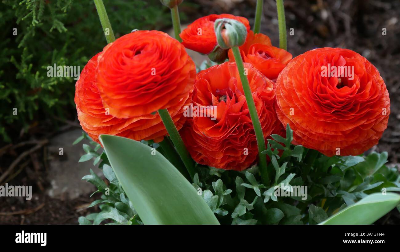 Fleurs de ranoncule rouge éclatantes dans un cadre verdoyant de jardin Banque D'Images