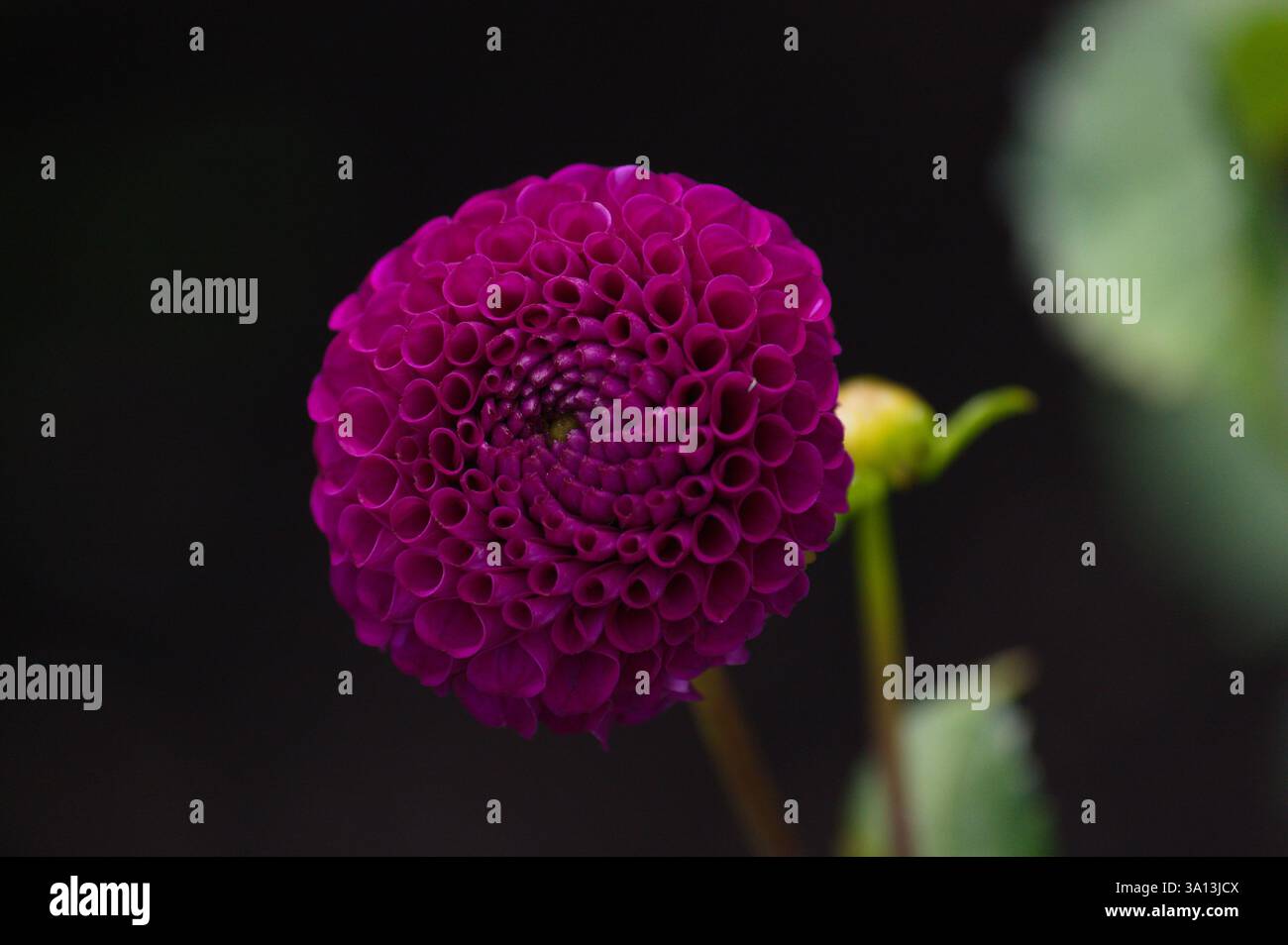 Un gros plan d'un dahlia violet vibrant en pleine floraison, mettant en valeur des pétales tubulaires complexes formant une forme sphérique parfaite, rayonnant d'élégance naturelle. Banque D'Images