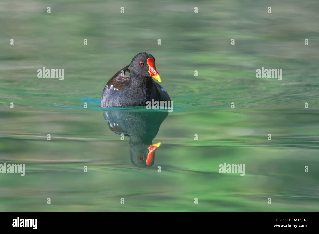 Un moorhen commun, Gallinula chloropus, avec un bouclier frontal rouge et un bec jaune rouge, nageant dans un lac, reflétant dans l'eau calme Banque D'Images