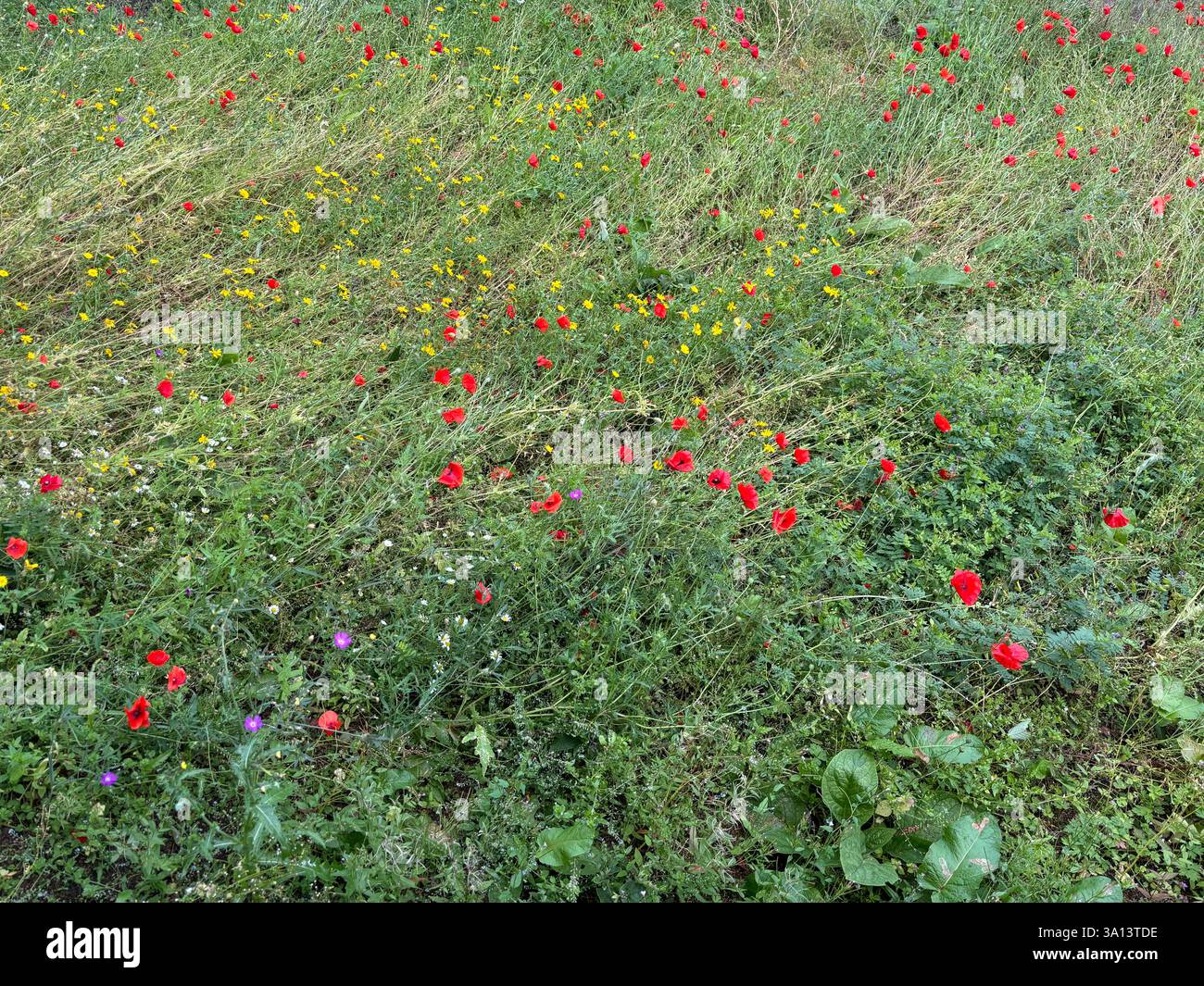 Belles fleurs de prairie et de l'herbe lors d'un jour de printemps lumineux en Écosse - Image de stock capturée avec un smartphone