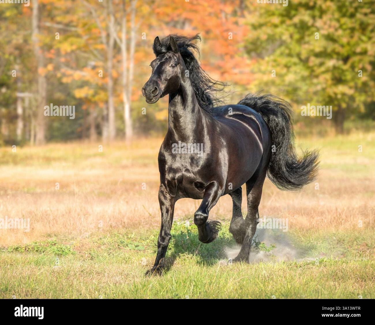 La jument de cheval femelle adulte frisonne court dans le champ d'automne Banque D'Images