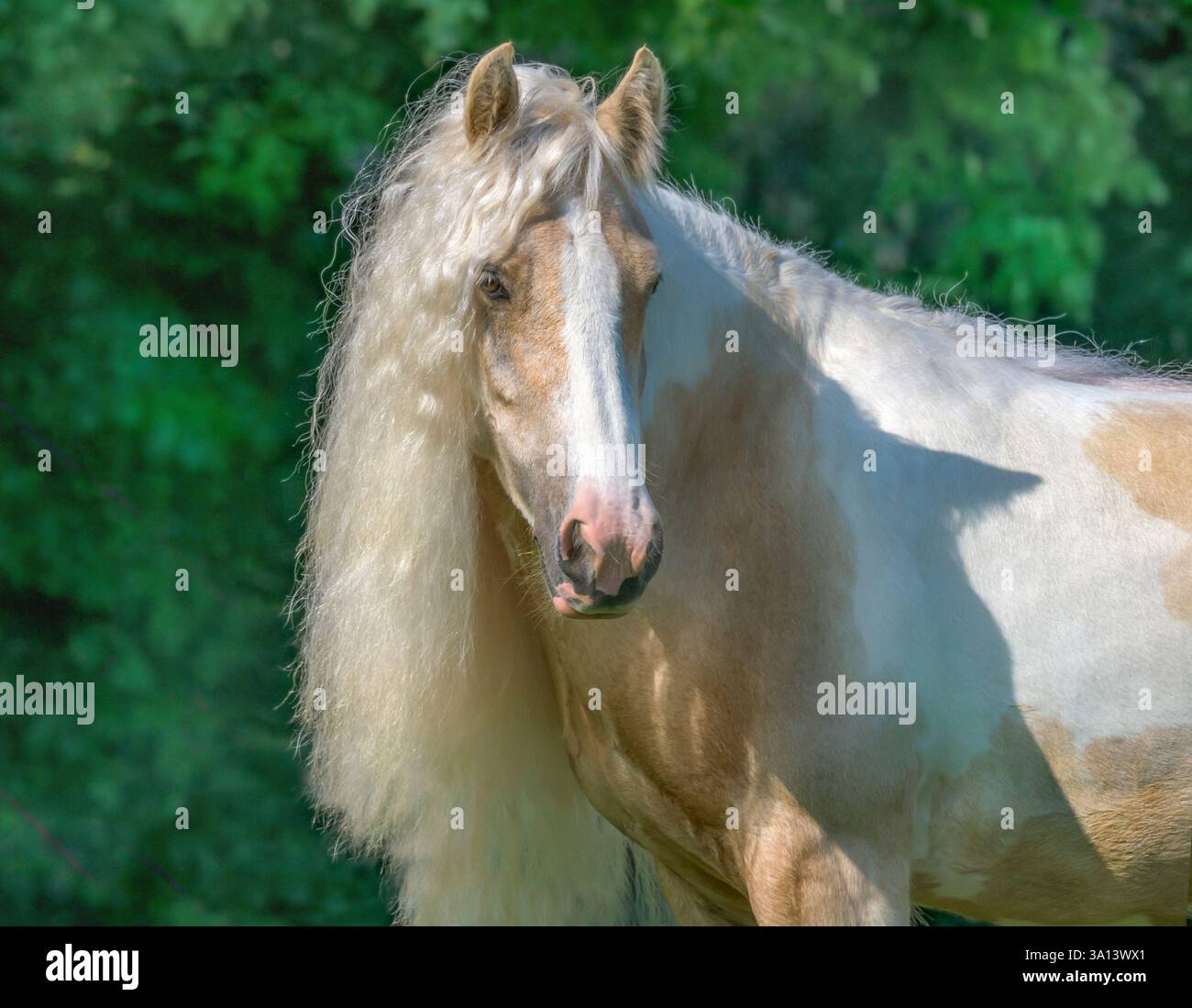 Femelle adulte Gypsy Vanner Horse pouliche avec une longue crinière blonde Banque D'Images