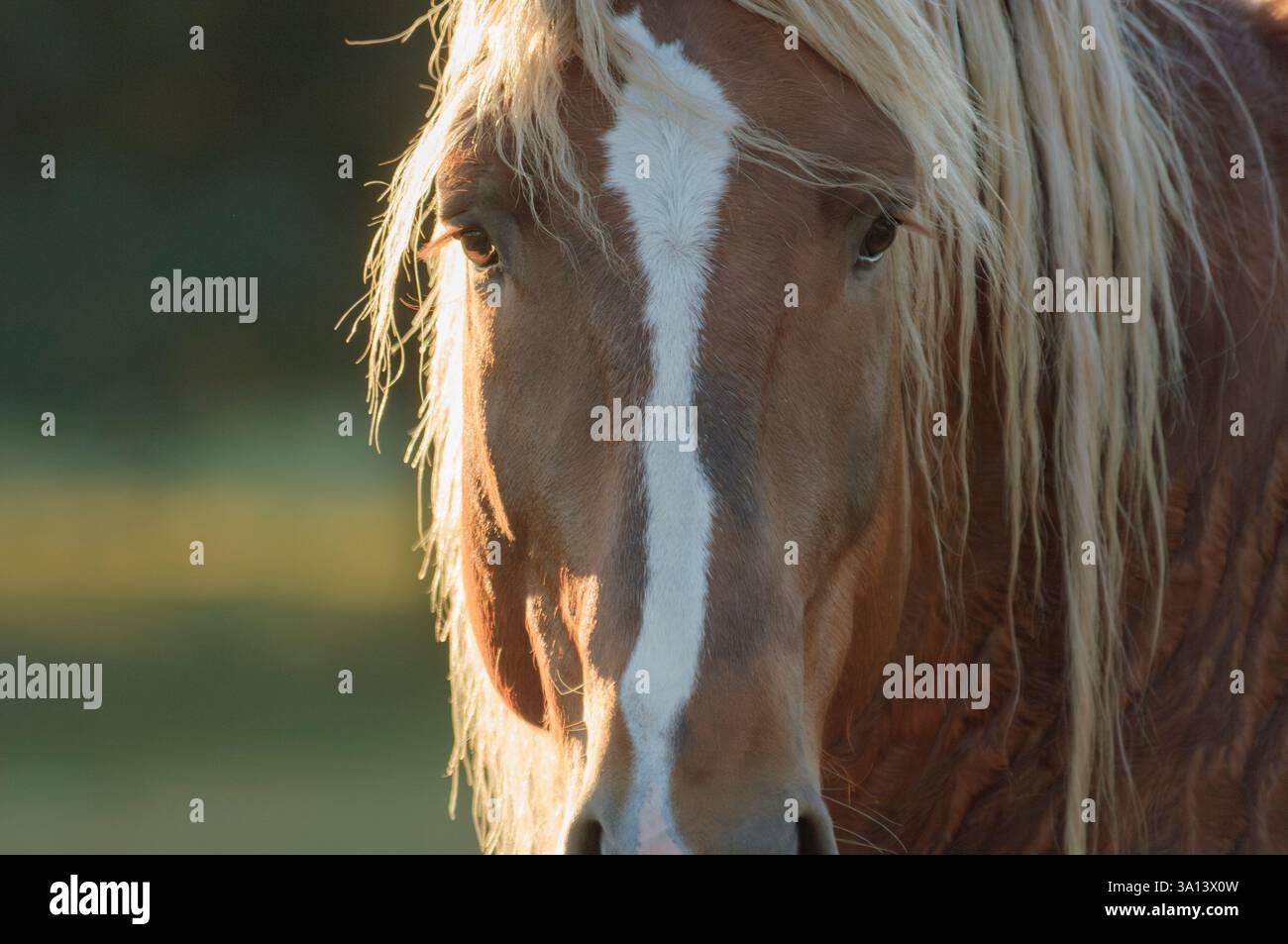 Détail sur le cheval de trait belge mâle adulte sur le terrain Banque D'Images