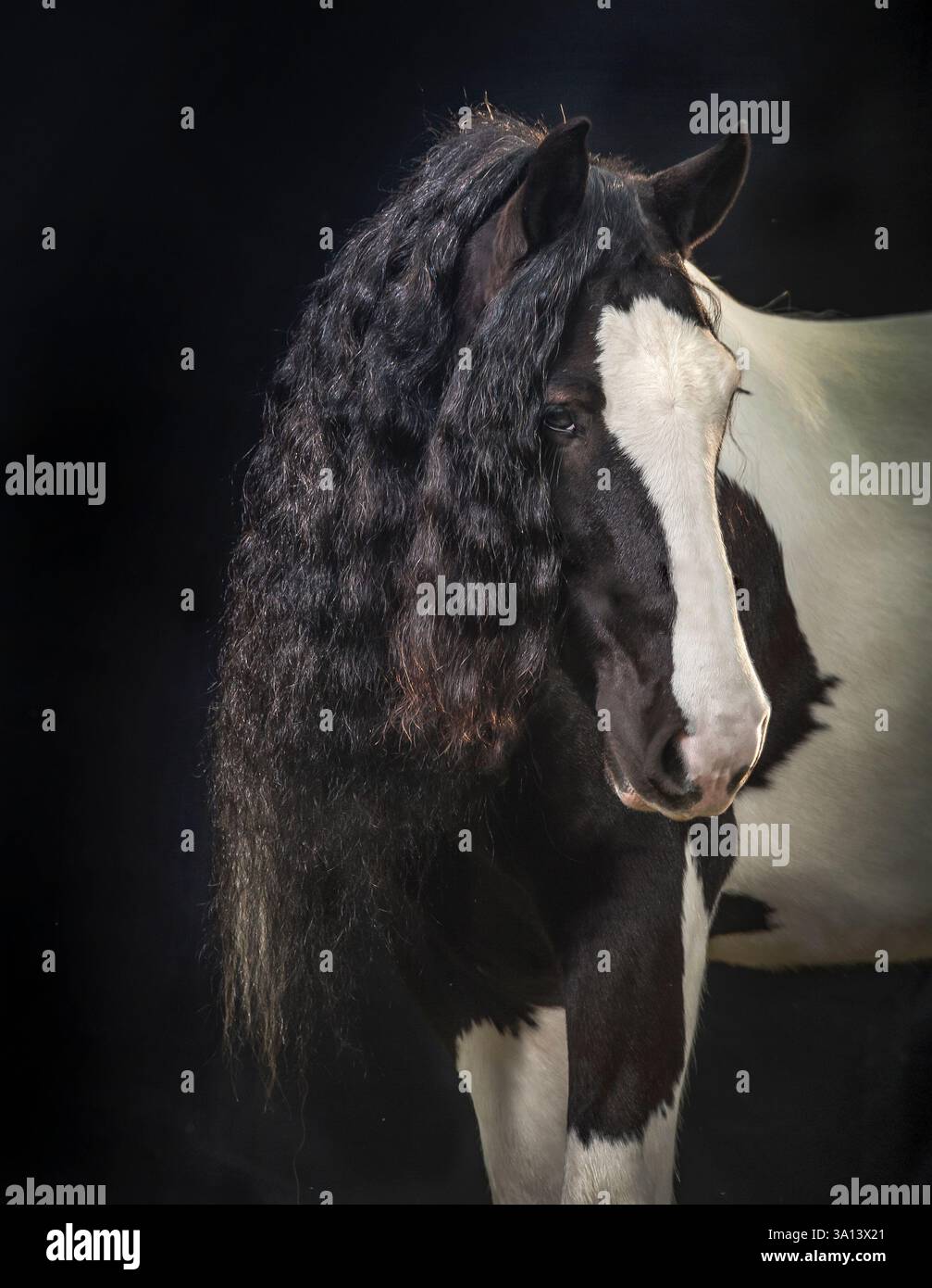 Porttrait de cheval Gypsy Vanner mâle adulte sur fond noir Banque D'Images