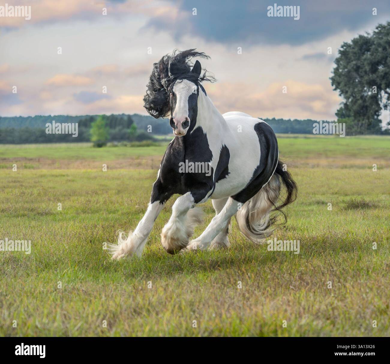 Le cheval Gypsy Vanner mâle adulte court dans le champ avec des nuages Banque D'Images