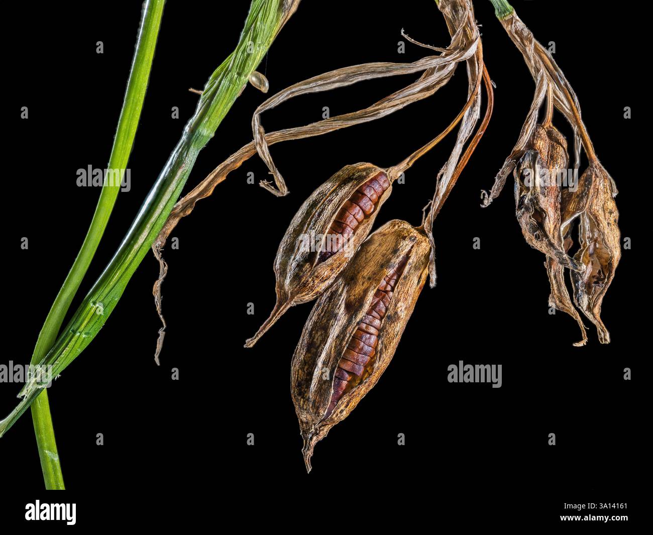 Peuplement fruitier d'un iris indigène des marais (Iris pseudacorus) près de l'étang Banque D'Images