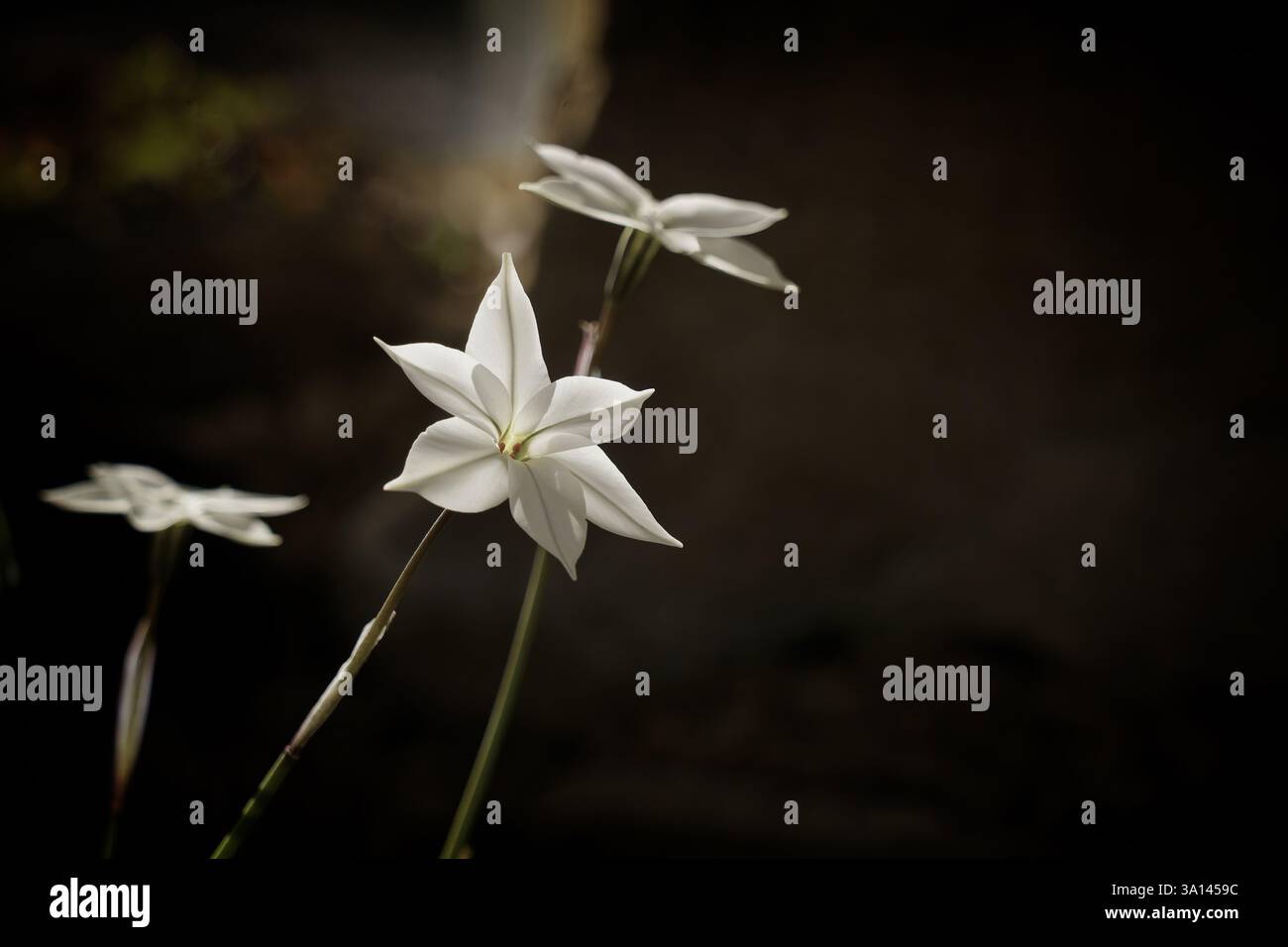 Ipheion uniflorum fleurit dans un cadre naturel minimaliste. Banque D'Images