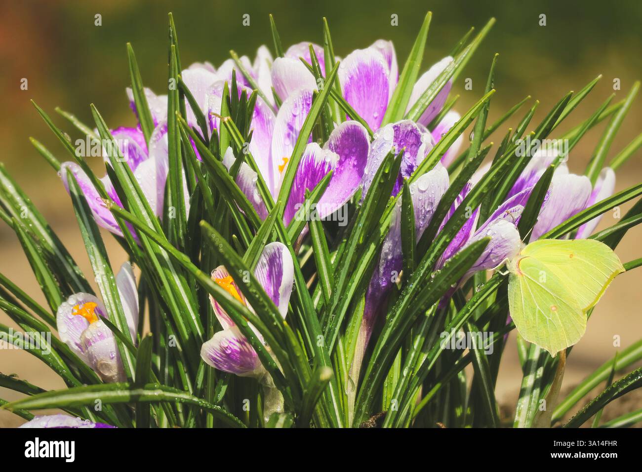 Crocus de printemps couverts de rosée avec un papillon à proximité. Banque D'Images