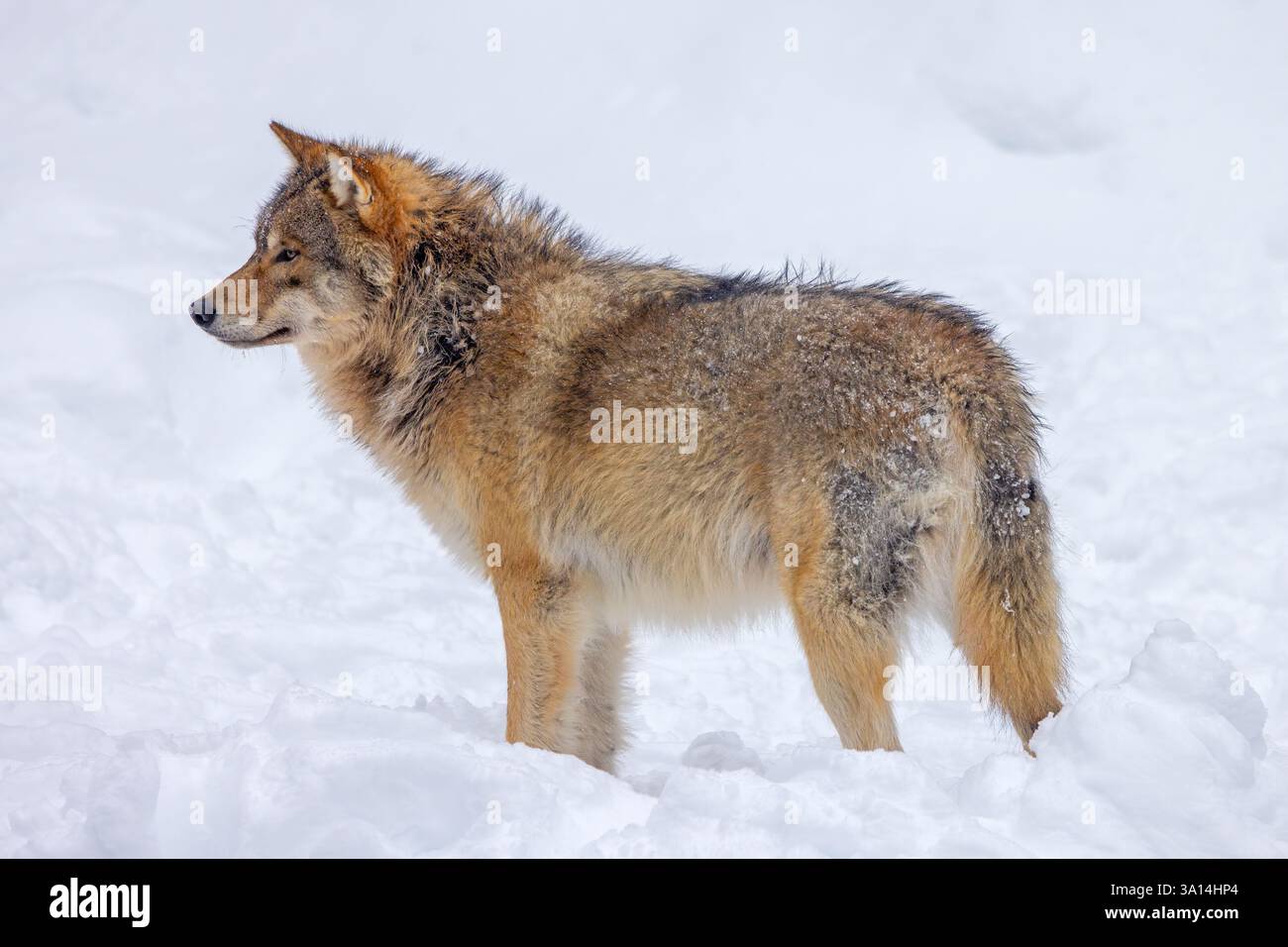 Loup eurasien solitaire / loup gris européen (Canis lupus lupus) chassant dans la neige profonde en hiver Banque D'Images