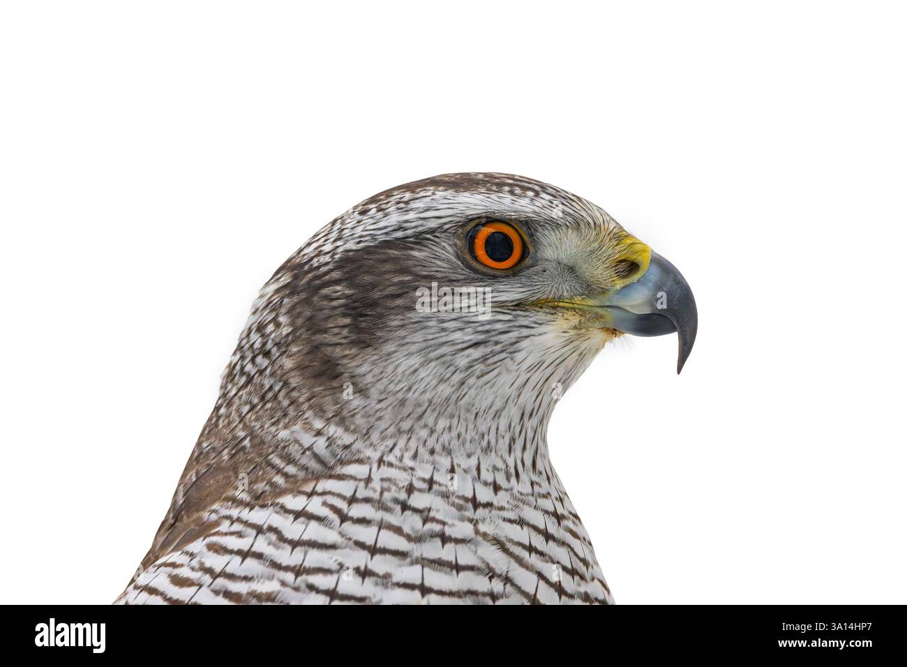 Goshawk eurasien (Astur gentilis / Accipiter gentilis) gros plan d'une jeune femelle sub-adulte sur fond blanc Banque D'Images
