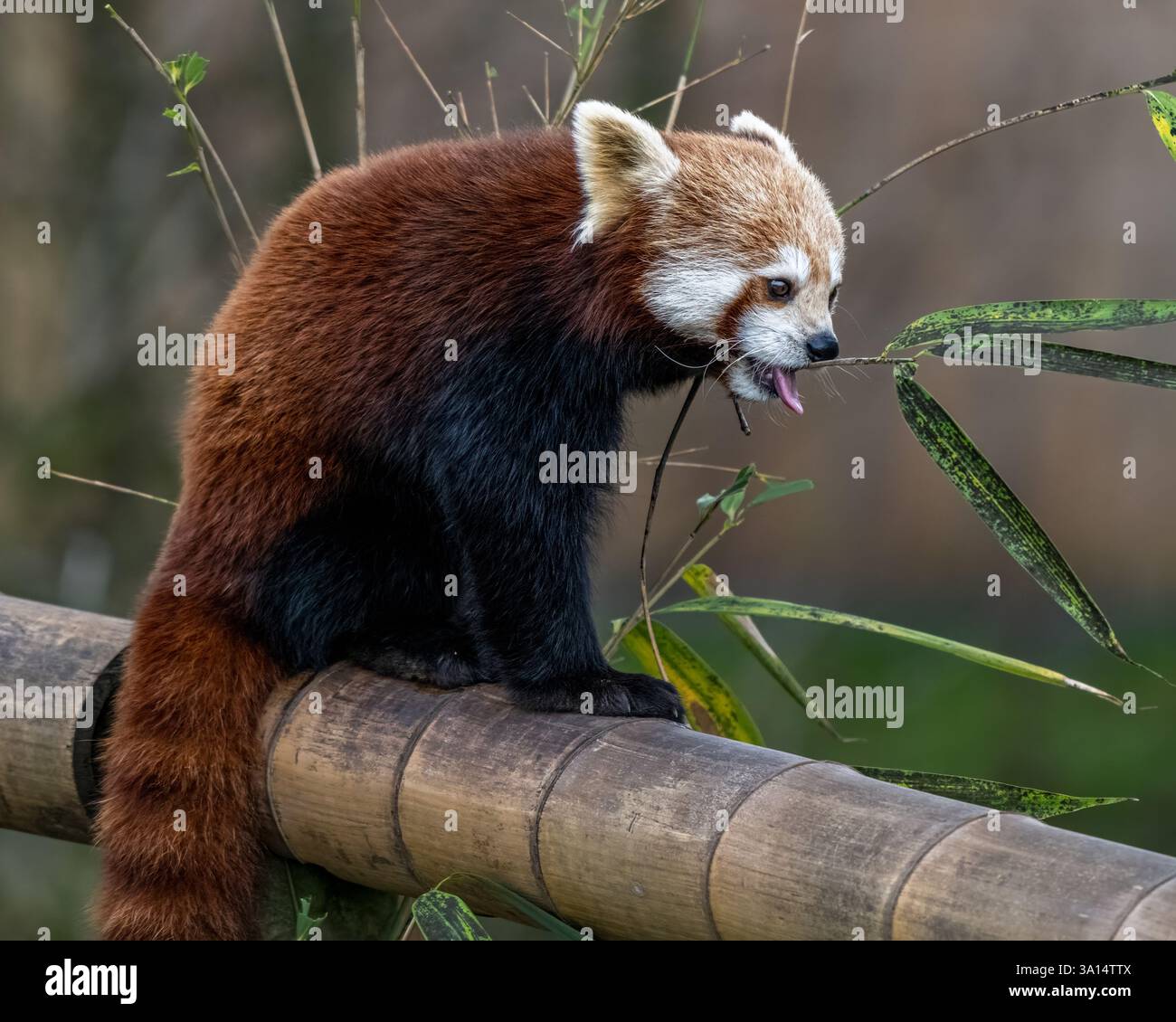 Le panda rouge Banque D'Images