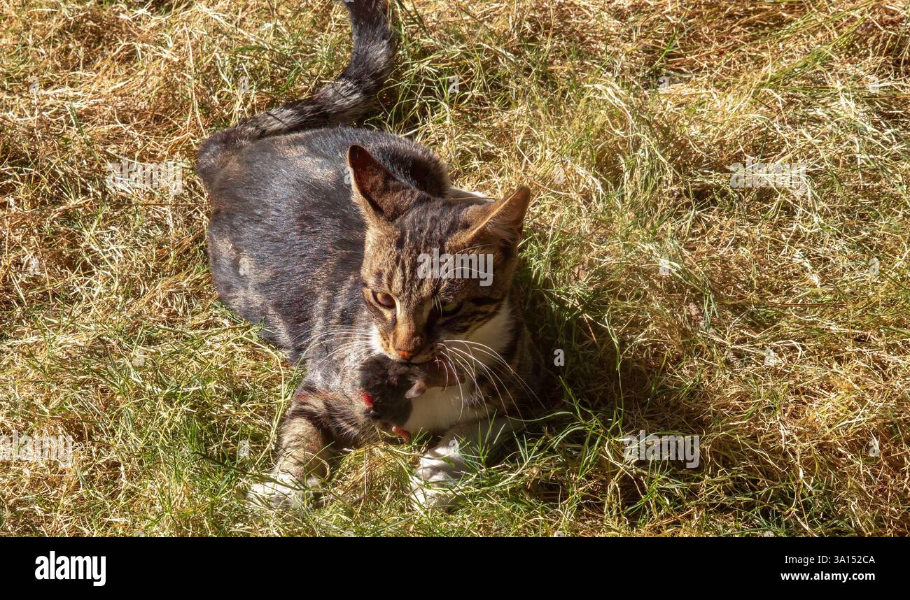 Un chat avec souris dans l'herbe Banque D'Images