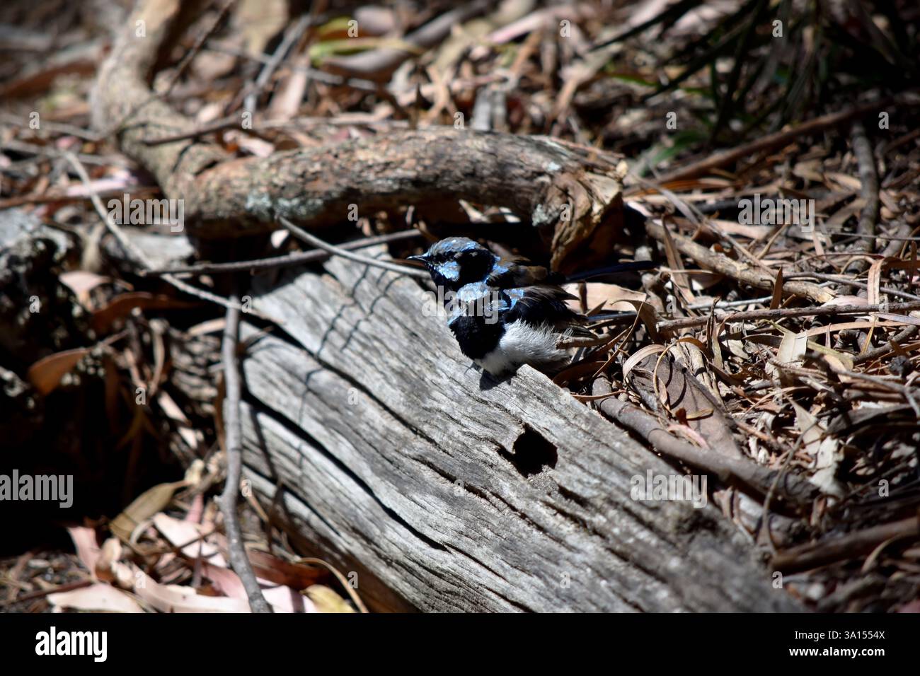 Les rides de fées mâles ont un plumage bleu et noir riche au-dessus et sur la gorge. Le ventre est gris-blanc et le bec est noir. Banque D'Images