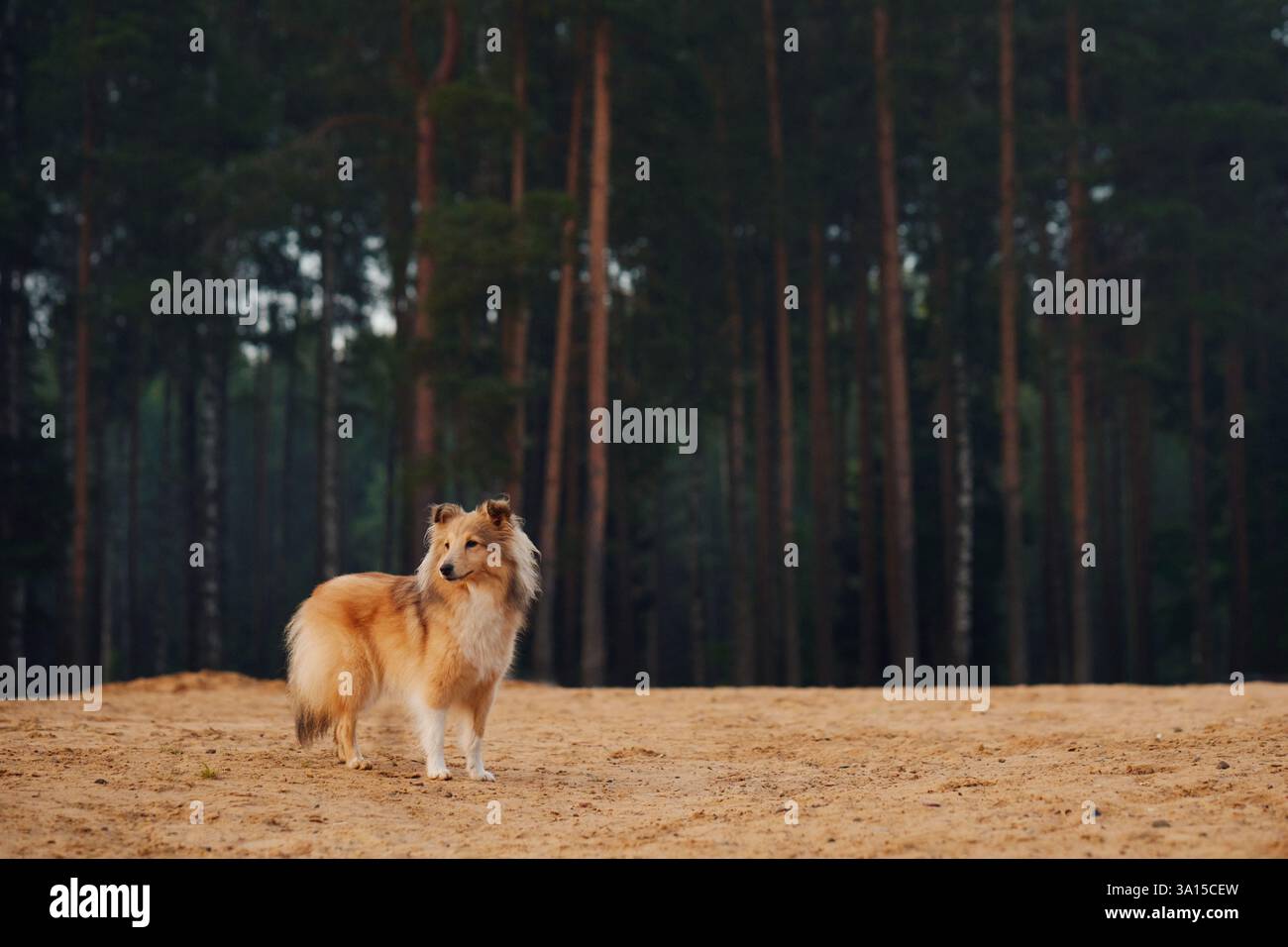 Deux Collies debout sur un lac de sable entouré d'arbres et d'eaux calmes. La scène paisible met en valeur leur compagnie dans un cadre naturel. Banque D'Images