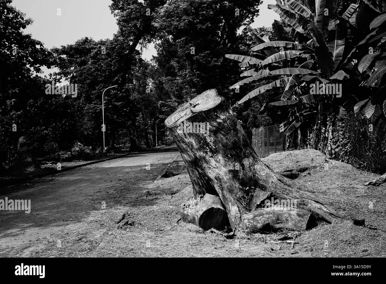 Destruction de la nature, scie texturée coupée vieux tronc d'arbre d'un vieil arbre. Image en noir et blanc des dommages environnementaux, nature, Howrah, BM, Inde Banque D'Images
