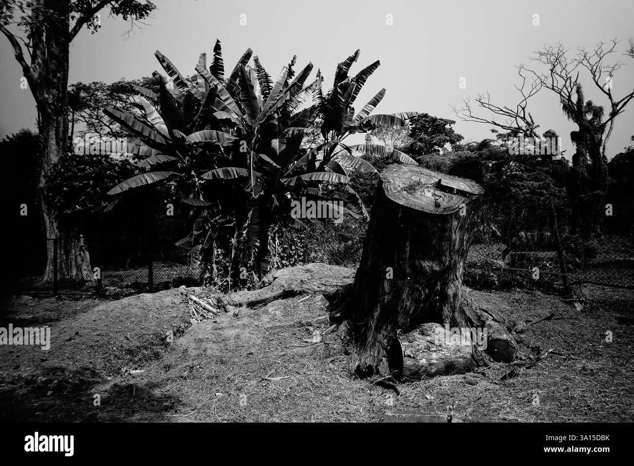 Destruction de la nature, scie texturée coupée vieux tronc d'arbre d'un vieil arbre. Image en noir et blanc des dommages environnementaux, nature, Howrah, BM, Inde. Banque D'Images