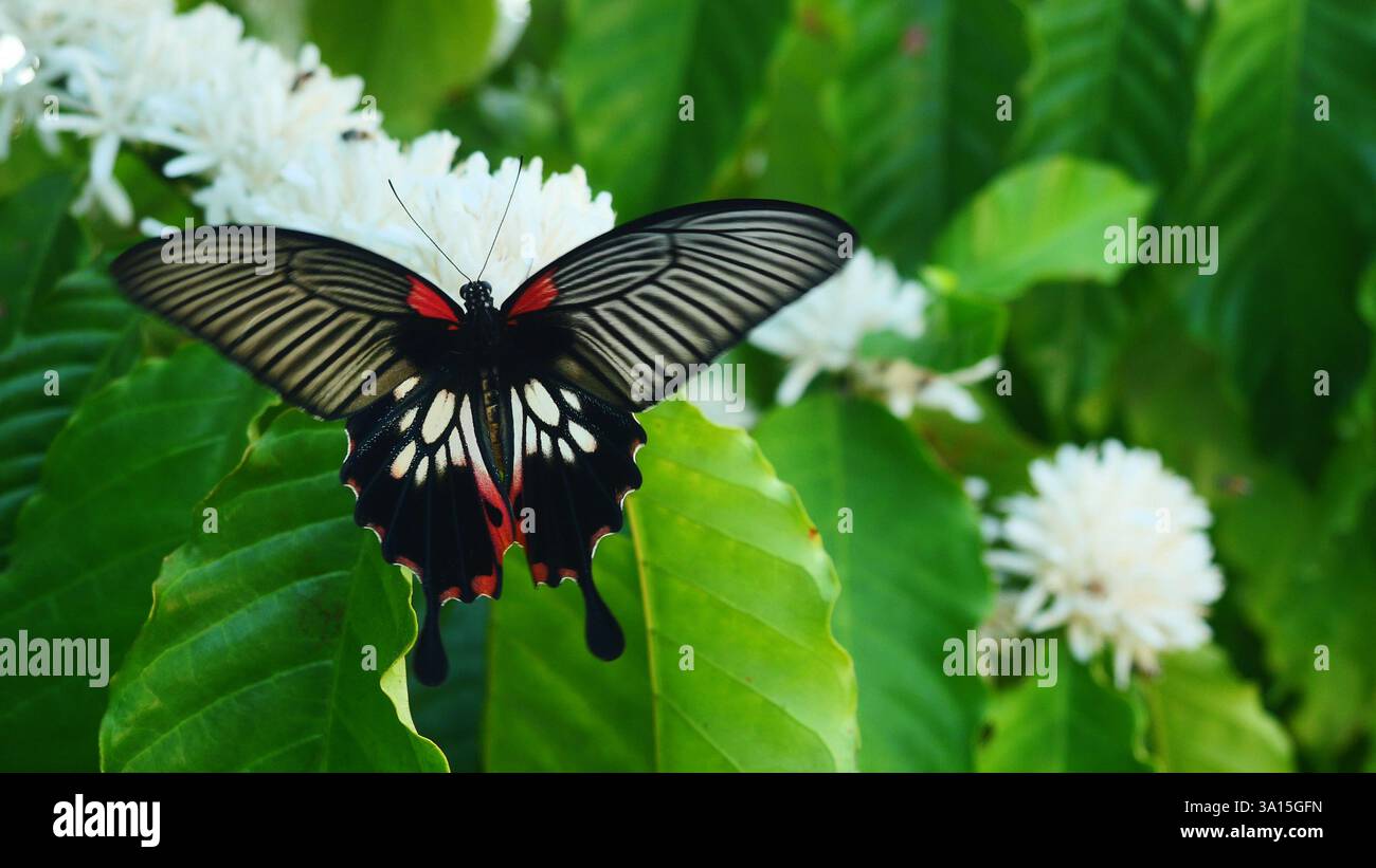 Grand papillon mormon ( Papilio memnon ) sur la fleur de café Robusta sur la plante d'arbre avec feuille verte, pétales et étamines blanches de fleurs en fleurs Banque D'Images
