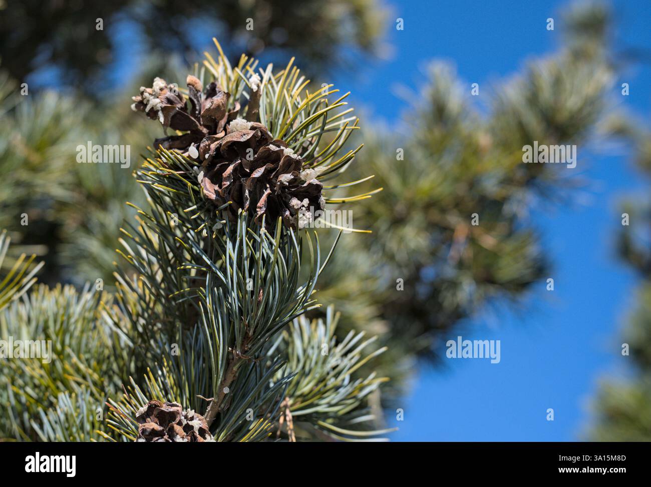 Cône et feuilles de Pinus parviflora 'glauca' Banque D'Images