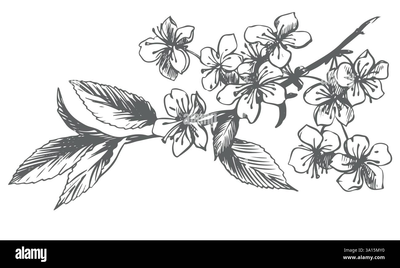 Croquis vectoriel d'une branche de sakura florissante. Illustration de fleurs de cerisier de printemps dans une ancienne technique de gravure. Dessin à l'encre noire pour cosmétiques, emballage alimentaire, décorations de mariage. Illustration de Vecteur