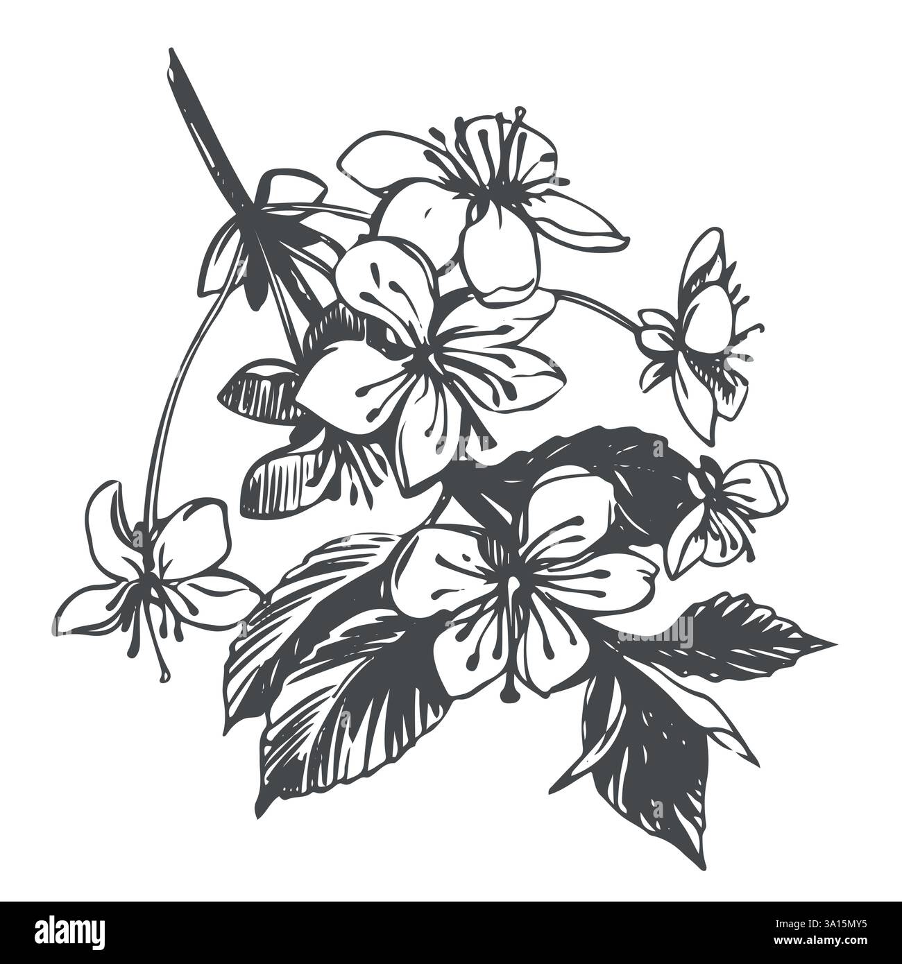 Croquis vectoriel de floraison suspendue à la branche de sakura. Illustration de fleurs de cerisier de printemps dans la technique de gravure ancienne. Dessin à l'encre noire pour cosmétiques, emballage alimentaire, décorations de mariage. Illustration de Vecteur