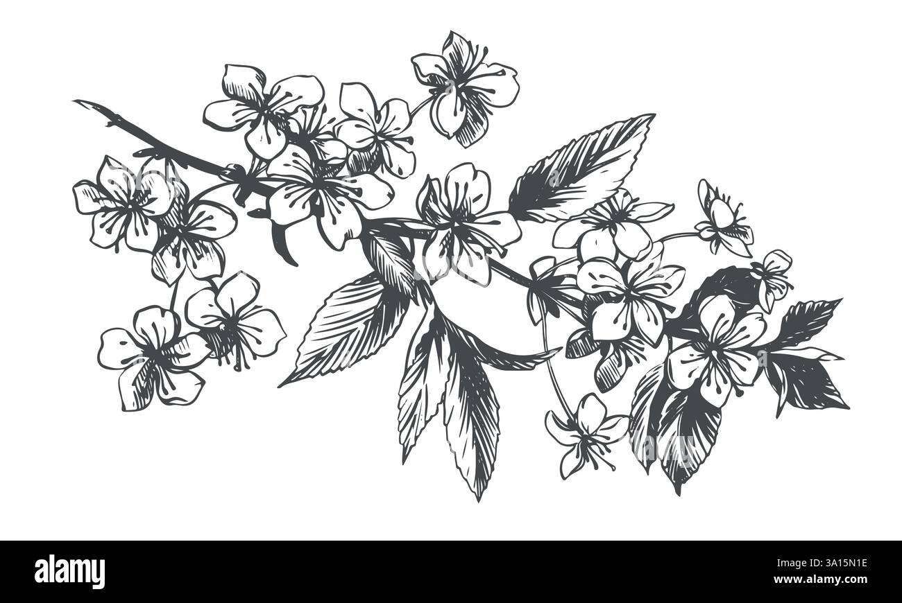 Croquis vectoriel d'une branche de sakura florissante. Illustration de fleurs de cerisier de printemps dans une ancienne technique de gravure. Dessin à l'encre noire pour cosmétiques, emballage alimentaire, décorations de mariage. Illustration de Vecteur