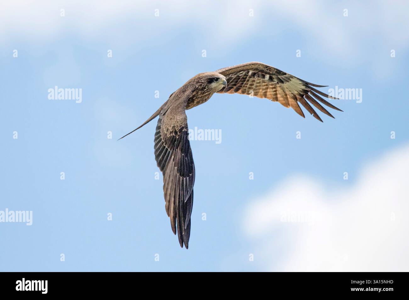Un aigle vole dans le ciel dans les montagnes Banque D'Images