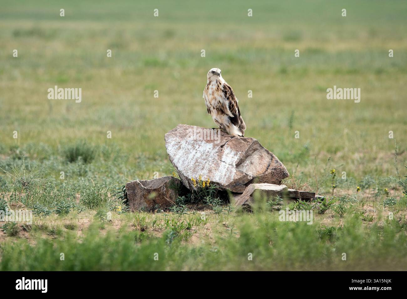 Aigle assis sur le sol Banque D'Images