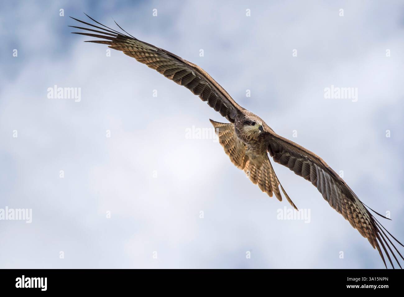 Un aigle vole dans le ciel dans les montagnes Banque D'Images