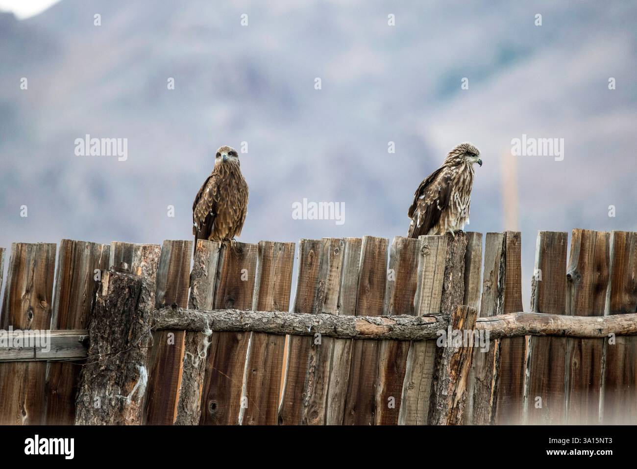 Aigle assis sur le sol Banque D'Images
