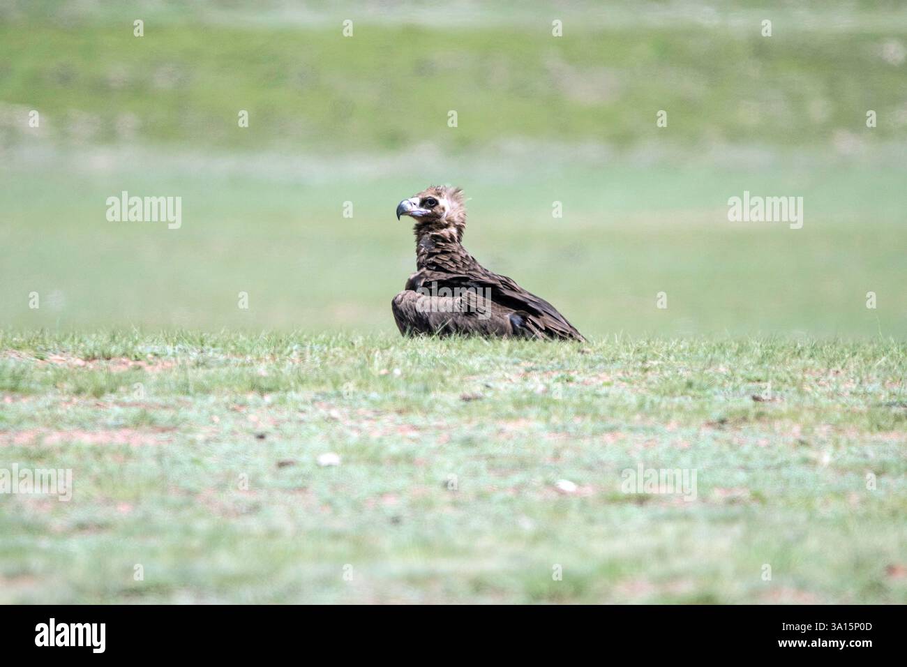Rare vautour barbu, Gypactus barbatus, faucon, assis dans la végétation alpine d'été, tête dessus, espace de copie, gros plan Banque D'Images
