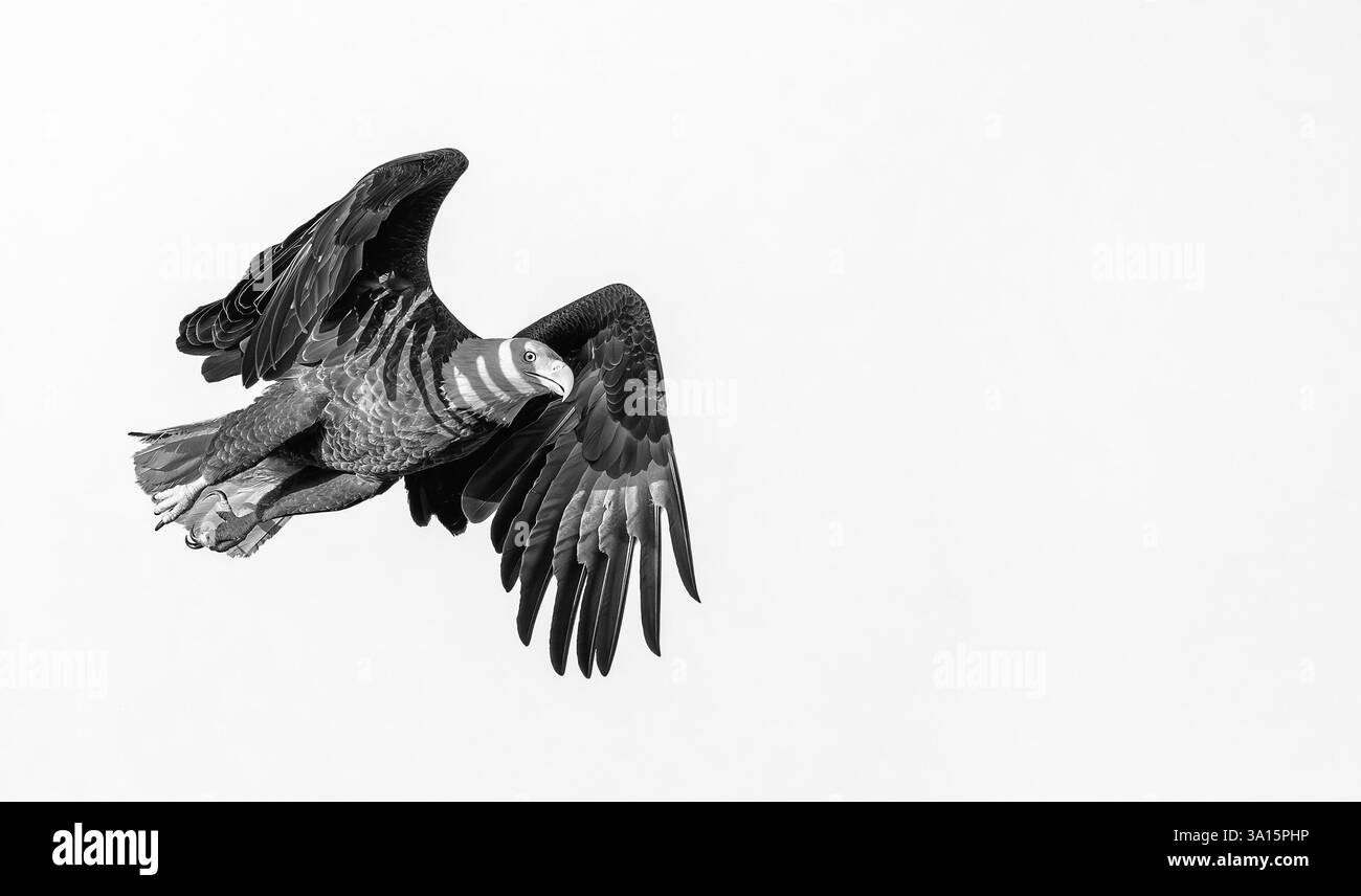 Chasse à l'aigle chauve Banque D'Images