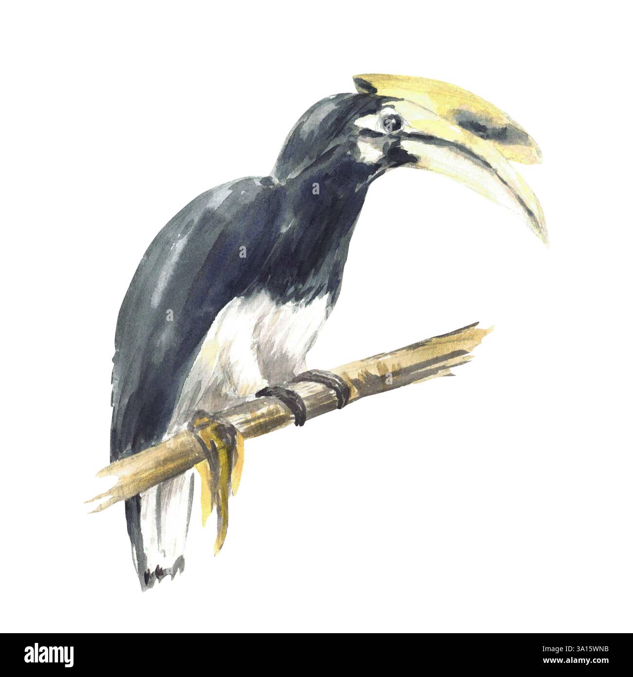 Hornbill Bird ou Buceros bicornis. Oiseau rhinocéros perché sur une branche. Oiseau tropical avec un grand bec jaune aquarelle peint illustration réaliste Banque D'Images
