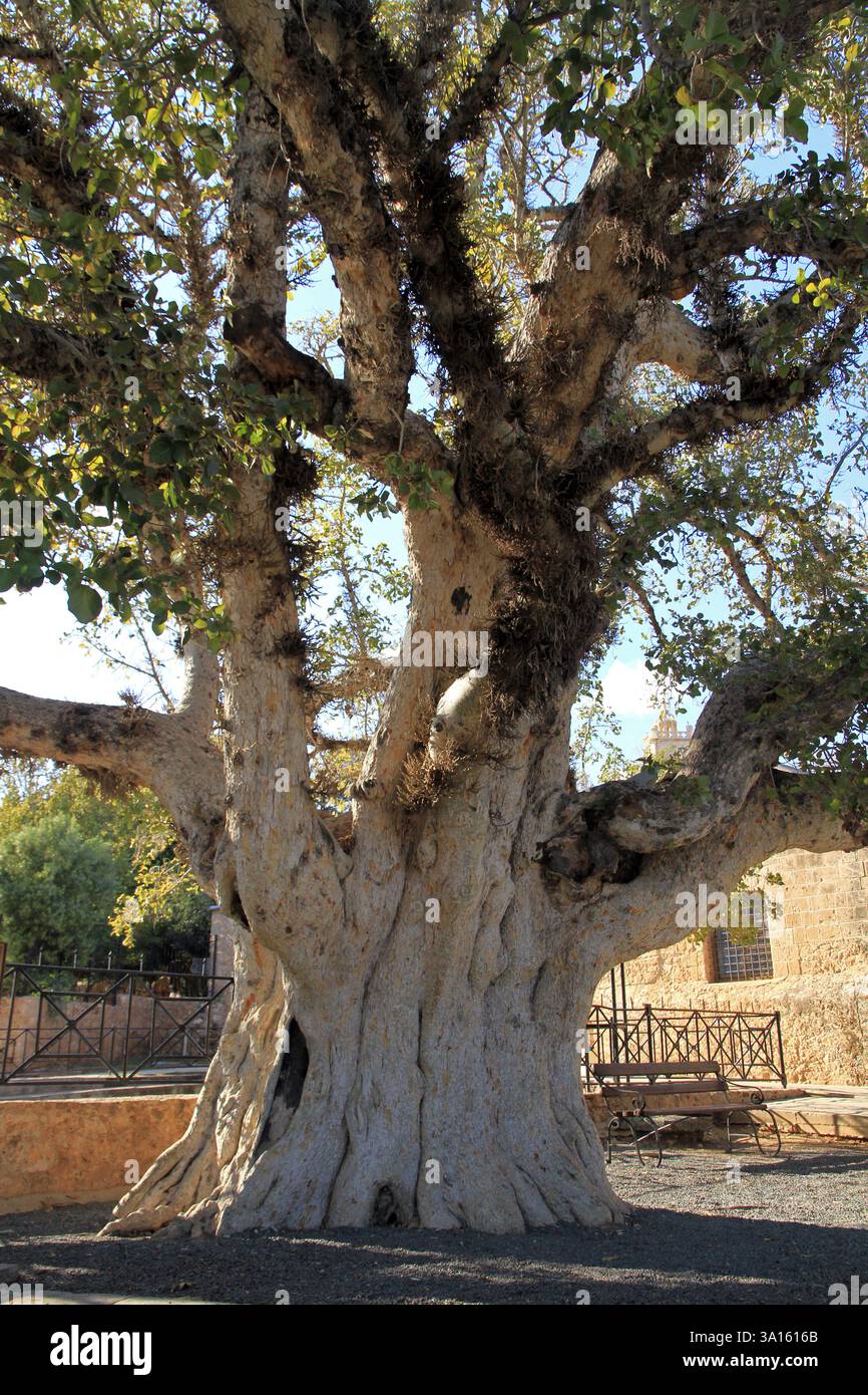 Figurine Sycamore au monastère d'Ayia Napa, Chypre Banque D'Images