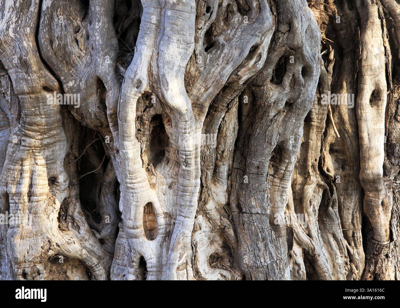 Figurine Sycamore au monastère d'Ayia Napa, Chypre Banque D'Images