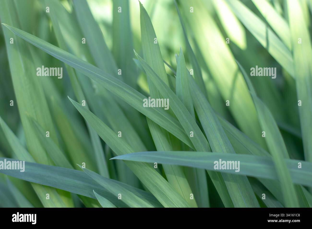 L'iris vert laisse un arrière-plan naturel abstrait esthétique et doux-focus. Affiche de feuillage frais botanique Banque D'Images