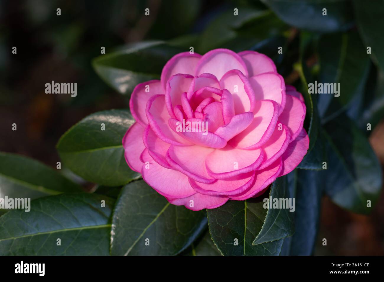 Fleur double de camélia rose et feuillage vert foncé brillant. Plante à fleurs Camellia japonica. Arbre ornemental japonais de camélia dans le jardin ensoleillé. Banque D'Images