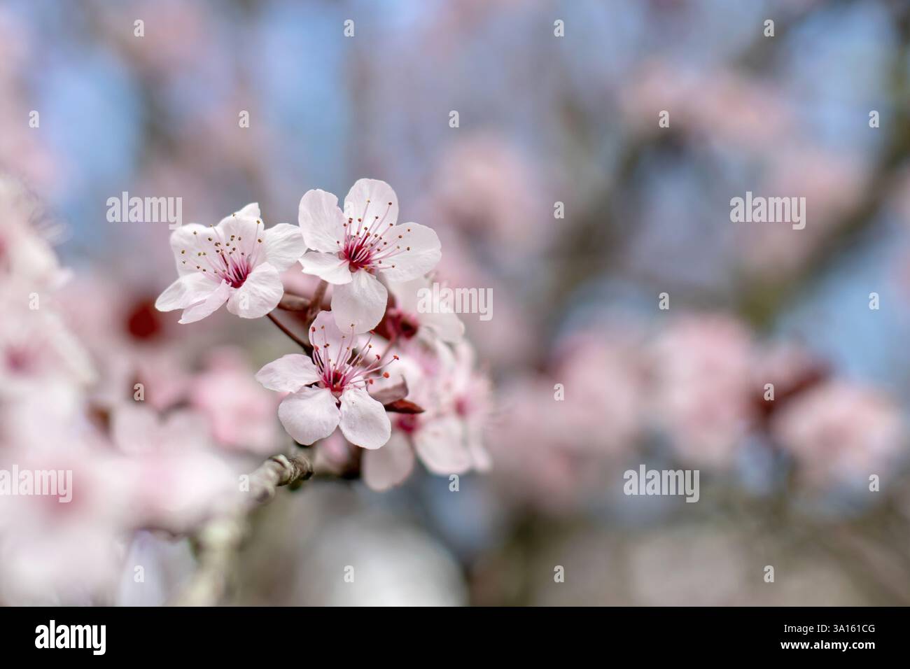 Fleurs de Prunus cerasifera. Cerise prune ou myrobalan prune rose fleur en gros plan sur le fond flou du jardin de printemps. Arbre à fleurs rose florissant b Banque D'Images