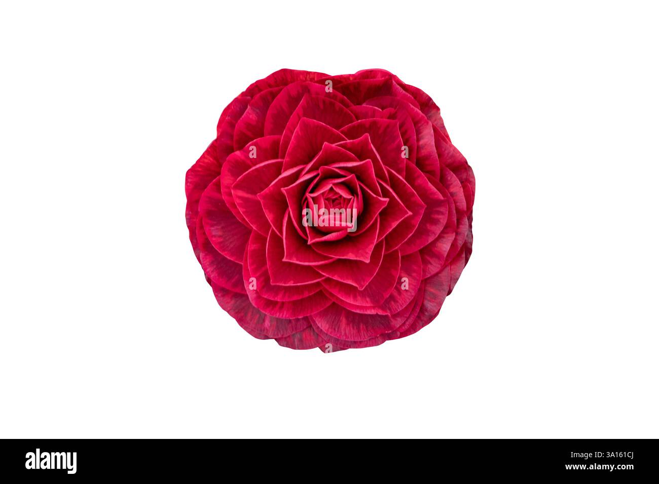 Camellia rouge profond double fleur formelle isolé sur fond blanc. Camélia Flowerhead. Les camélias japonais fleurissent. Symétrie dans la nature. Banque D'Images