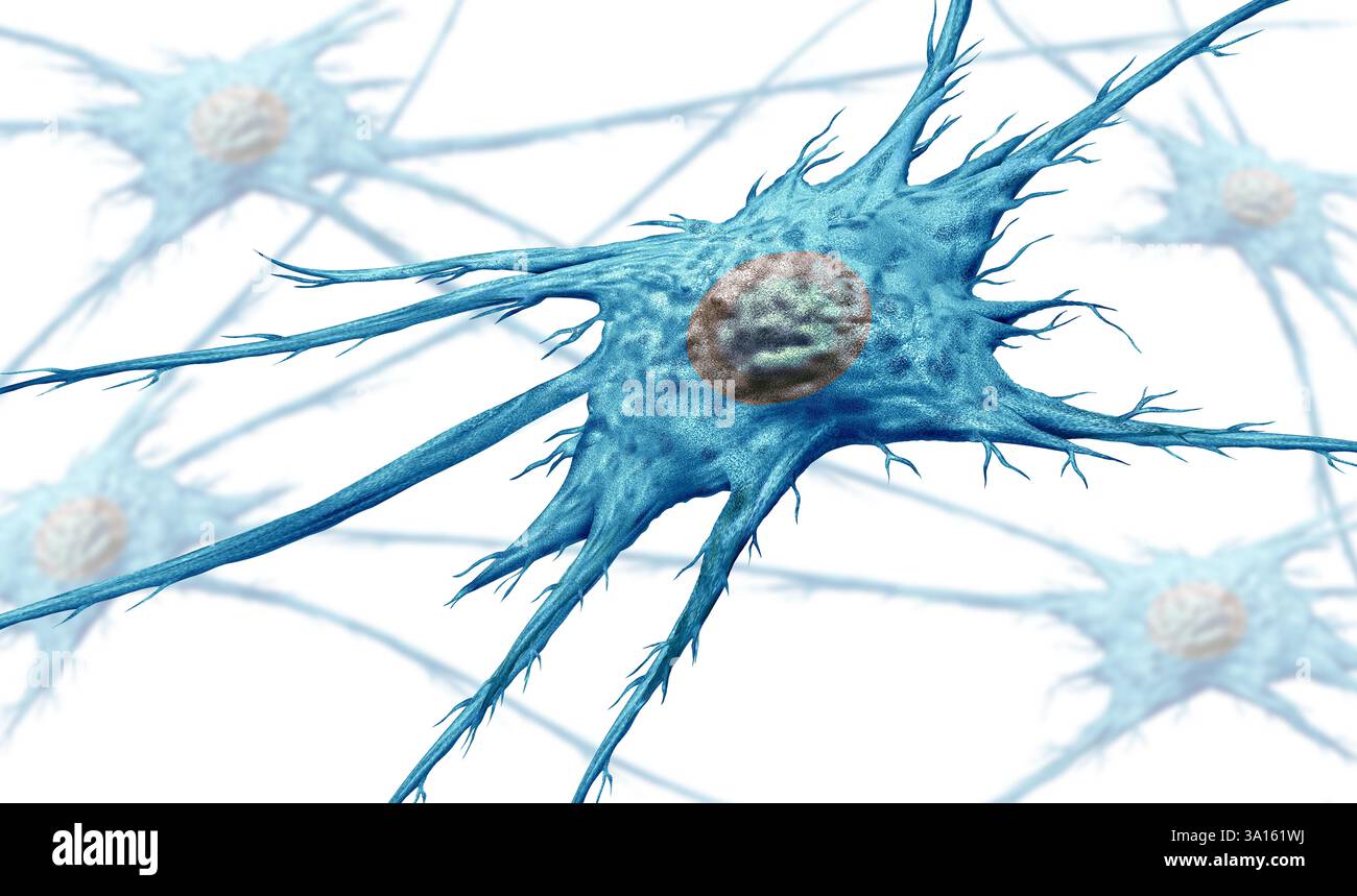 Anatomie des cellules fibroblastiques comme structure et composants des fibroblastes comme cellules produisant du collagène et maintenant le tissu conjonctif. Banque D'Images