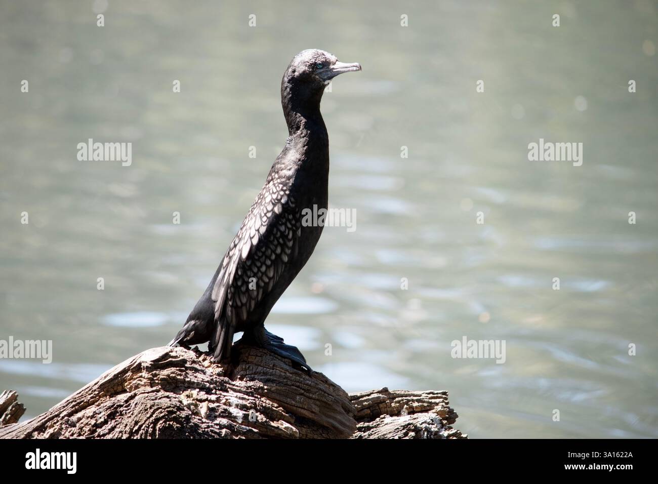 le petit cormoran noir est un oiseau de mer noir avec un œil bleu Banque D'Images