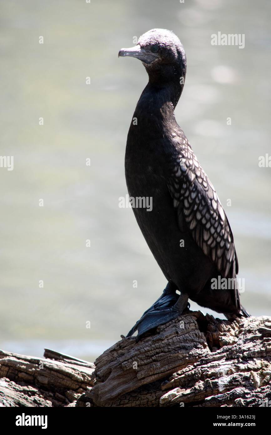 le petit cormoran noir est un oiseau de mer noir avec un œil bleu Banque D'Images